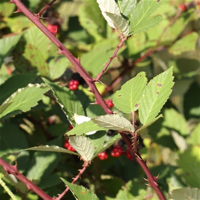 Rubus anglocandicans (Blackberry) at Lake George, NSW - 11 Mar 2025 by ConBoekel