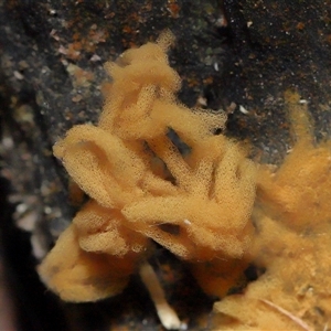 Unverified Uncategorised Fungi at Paddys River, ACT - 8 May 2025 by TimL