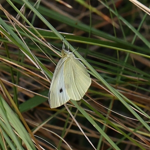 Pieris rapae at Lake George, NSW - 11 Mar 2025 by ConBoekel