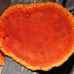 Trametes coccinea (Scarlet Bracket) at Acton, ACT - 11 May 2025 by TimL