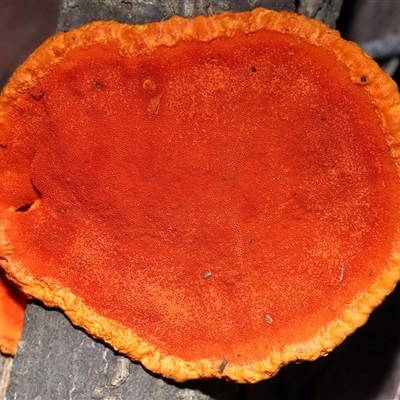 Trametes coccinea (Scarlet Bracket) at Acton, ACT - 11 May 2025 by TimL