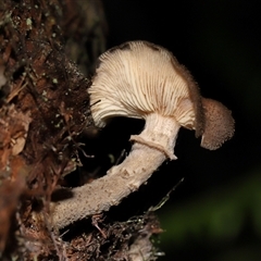 Armillaria sp. (A honey fungus) at Acton, ACT - 14 May 2025 by TimL