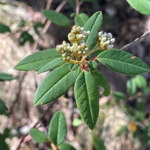 Pomaderris andromedifolia subsp. andromedifolia at Kambah, ACT - 25 May 2025 by JaneR