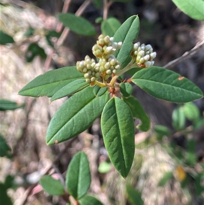 Pomaderris andromedifolia subsp. andromedifolia (Andromeda Pomaderris) at Kambah, ACT - 25 May 2025 by JaneR