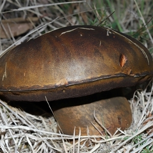Unverified Bolete - Fleshy texture, stem central (more-or-less) at Kambah, ACT - 21 May 2025 by TimL
