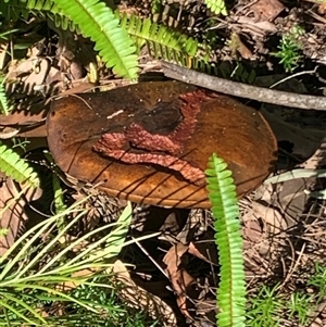 Unverified Uncategorised Fungi at Long Beach, NSW - 27 May 2025 by SuzieAinslie