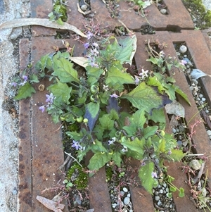 Solanum nodiflorum at Russell, ACT - Today by SilkeSma