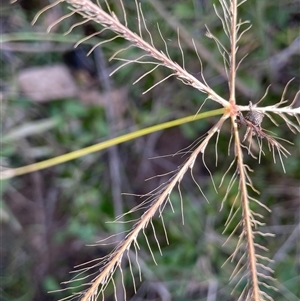 Chloris truncata at Uriarra Village, ACT - 27 Apr 2023 by JaneR