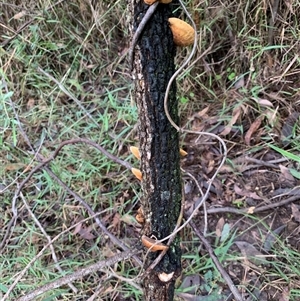 Unverified Pored or somewhat maze-like on underside [bracket polypores] at Laguna, NSW - 27 May 2025 by Wirrimbirra