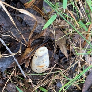 Unverified Stinkhorn, some other shape- and miscellaneous at Laguna, NSW - 27 May 2025 by Wirrimbirra