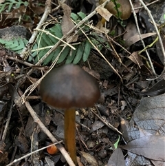 Unverified Cap on a stem; gills below cap [mushrooms or mushroom-like] at Laguna, NSW - 27 May 2025 by Wirrimbirra