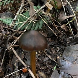 Unverified Cap on a stem; gills below cap [mushrooms or mushroom-like] at Laguna, NSW - 27 May 2025 by Wirrimbirra