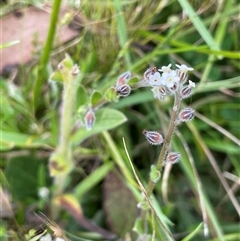 Myosotis australis (Austral Forget-Me-Not) at Uriarra, NSW - 2 Jan 2023 by JaneR