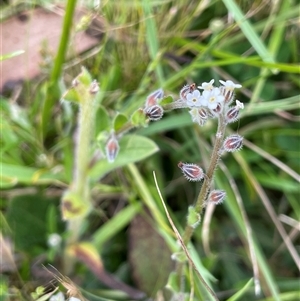 Myosotis discolor at Uriarra, NSW - 2 Jan 2023 by JaneR