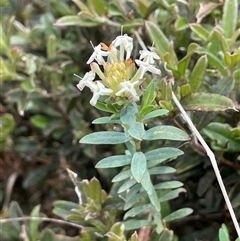 Pimelea linifolia subsp. caesia (Slender Rice Flower) at Uriarra, NSW - 2 Jan 2023 by JaneR