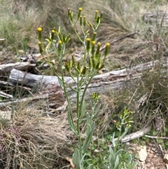 Senecio gunnii (Mountains Fireweed) at Uriarra, NSW - 2 Jan 2023 by JaneR