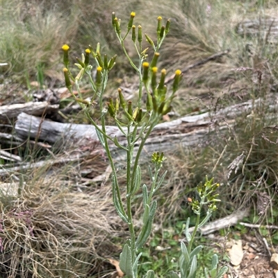 Senecio gunnii (Mountains Fireweed) at Uriarra, NSW - 2 Jan 2023 by JaneR