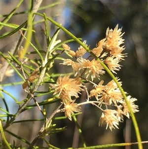Cassinia laevis subsp. rosmarinifolia at Crowther, NSW - Today by Frecko