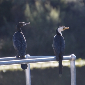Microcarbo melanoleucos at Dunlop, ACT - Today by Jennybach
