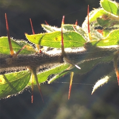 Acacia paradoxa (Kangaroo Thorn) at Crowther, NSW - 30 May 2025 by Frecko