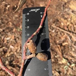 Eucalyptus dives at Crowther, NSW - Today by Frecko