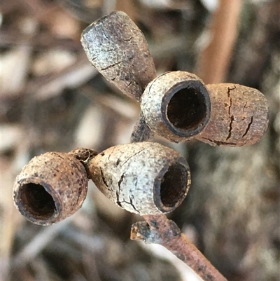Eucalyptus albens (White Box) at Crowther, NSW - 30 May 2025 by Frecko