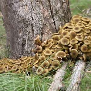 Armillaria luteobubalina (Australian Honey Fungus) at Paddys River, ACT - 21 May 2025 by TimL
