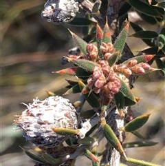 Lissanthe strigosa subsp. subulata (Peach Heath) at Crowther, NSW - 30 May 2025 by Frecko