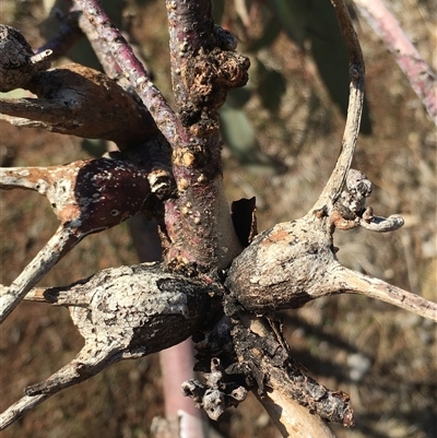Apiomorpha sp. (genus) (A gall forming scale) at Crowther, NSW - 30 May 2025 by Frecko