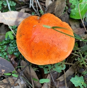 Unverified Bolete - Fleshy texture, stem central (more-or-less) at Laguna, NSW - 27 May 2025 by Wirrimbirra
