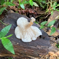 Unverified Cap on a stem; gills below cap [mushrooms or mushroom-like] at Laguna, NSW - 27 May 2025 by Wirrimbirra