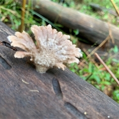 Unverified Coralloid fungus, markedly branched at Laguna, NSW - 27 May 2025 by Wirrimbirra