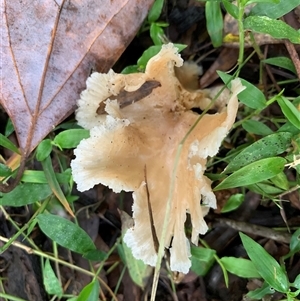 Unverified Fungus at Laguna, NSW - 27 May 2025 by Wirrimbirra