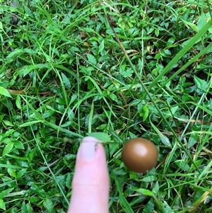 Unverified Cap on a stem; gills below cap [mushrooms or mushroom-like] at Laguna, NSW - 27 May 2025 by Wirrimbirra
