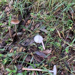 Unverified Cap on a stem; gills below cap [mushrooms or mushroom-like] at Laguna, NSW - 27 May 2025 by Wirrimbirra