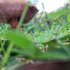Unverified Bolete - Fleshy texture, stem central (more-or-less) at Laguna, NSW - 27 May 2025 by Wirrimbirra