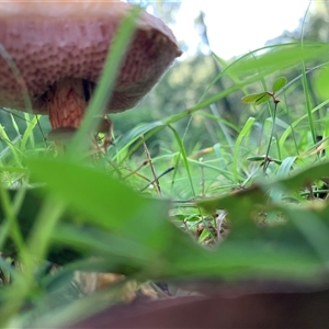 Austroboletus 'reticulate/lacunose stem' at Laguna, NSW - 27 May 2025 02:34 PM