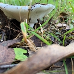 Unverified Cap on a stem; gills below cap [mushrooms or mushroom-like] at Laguna, NSW - 27 May 2025 by Wirrimbirra