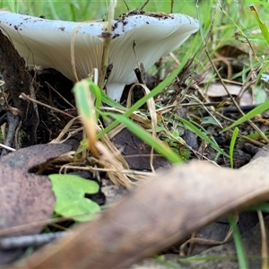 Unverified Cap on a stem; gills below cap [mushrooms or mushroom-like] at Laguna, NSW - 27 May 2025 by Wirrimbirra