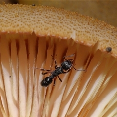 Rhytidoponera sp. (genus) (Rhytidoponera ant) at Paddys River, ACT - 21 May 2025 by TimL