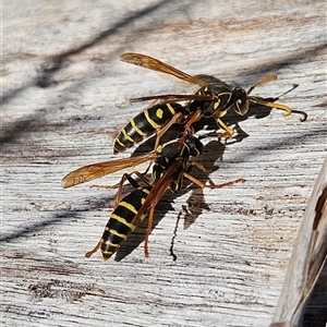 Polistes (Polistes) chinensis at Fyshwick, ACT - Today by MatthewFrawley