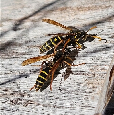 Polistes (Polistes) chinensis (Asian paper wasp) at Fyshwick, ACT - 30 May 2025 by MatthewFrawley