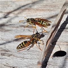 Polistes (Polistes) chinensis at Fyshwick, ACT - 30 May 2025 01:39 PM