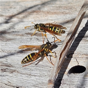 Polistes (Polistes) chinensis at Fyshwick, ACT - 30 May 2025 01:39 PM