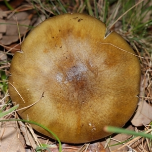 Amanita phalloides at Yarralumla, ACT - 27 May 2025 by TimL