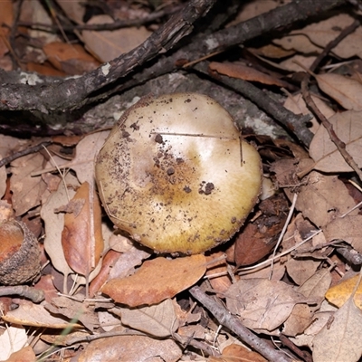 Amanita phalloides (Death Cap) by TimL