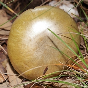 Amanita phalloides at Yarralumla, ACT - 27 May 2025 by TimL