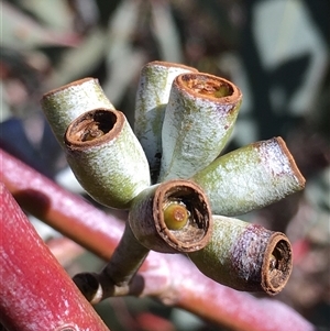 Eucalyptus bridgesiana at Crowther, NSW - Today by Frecko