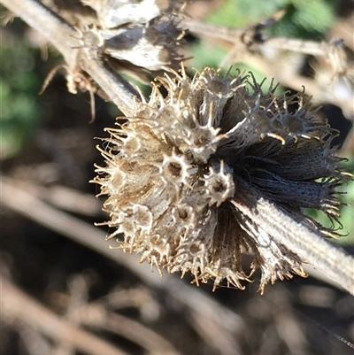 Marrubium vulgare (Horehound) at Crowther, NSW - 30 May 2025 by Frecko