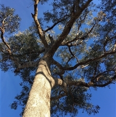 Eucalyptus albens (White Box) at Crowther, NSW - 30 May 2025 by Frecko